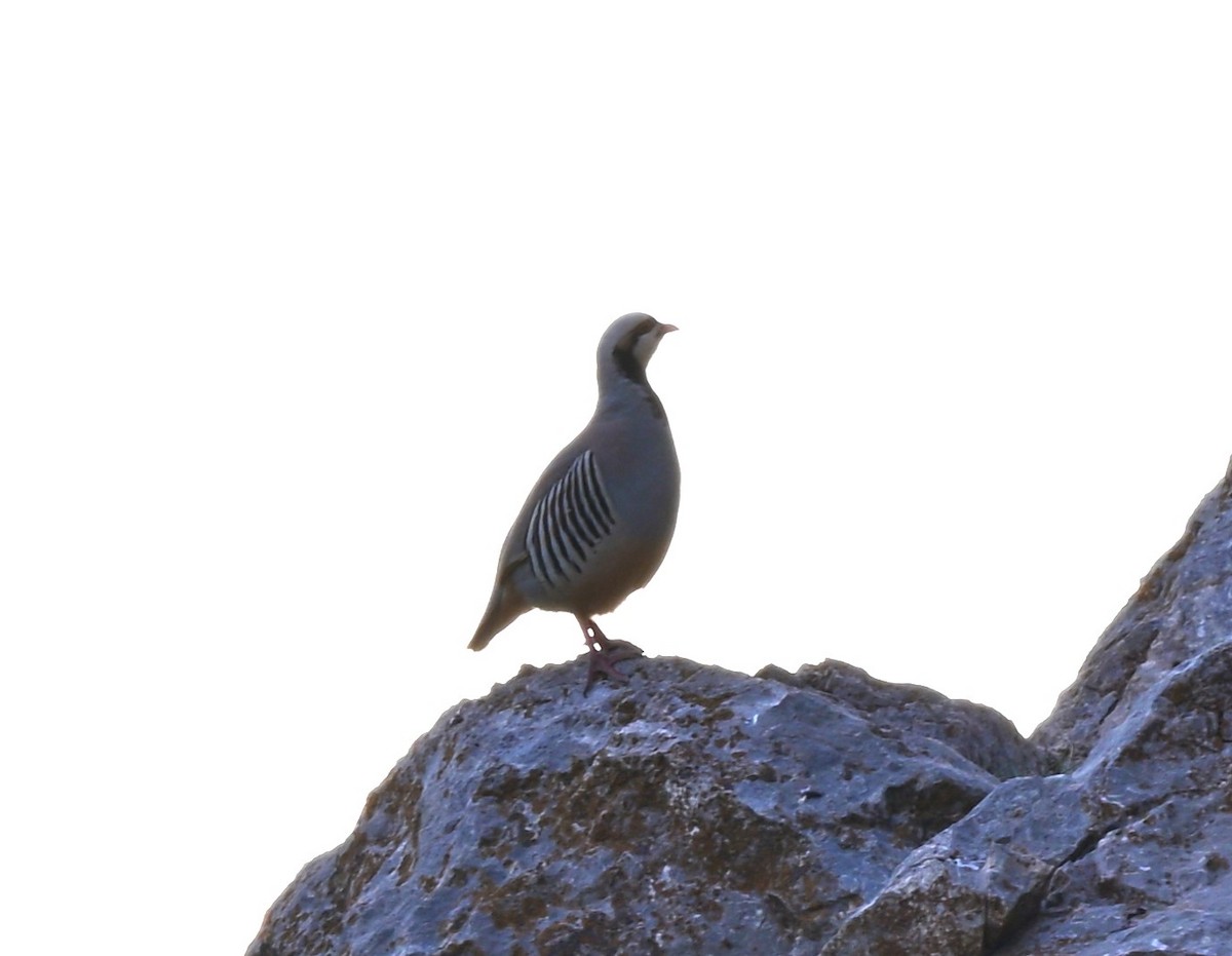 Chukar - ML644561340