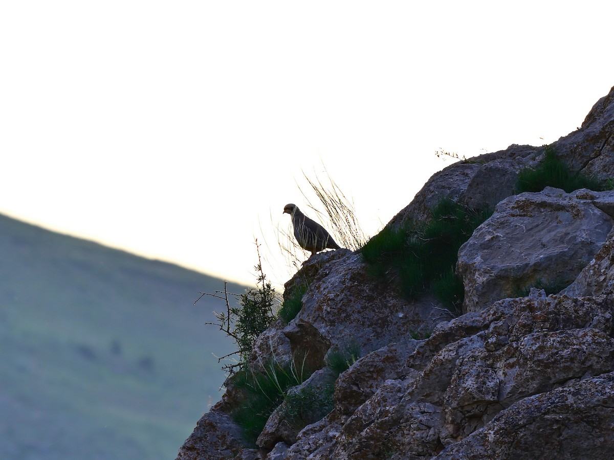 Chukar - ML644561341