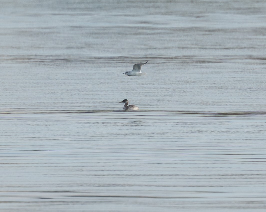 Grèbe jougris - ML644561342