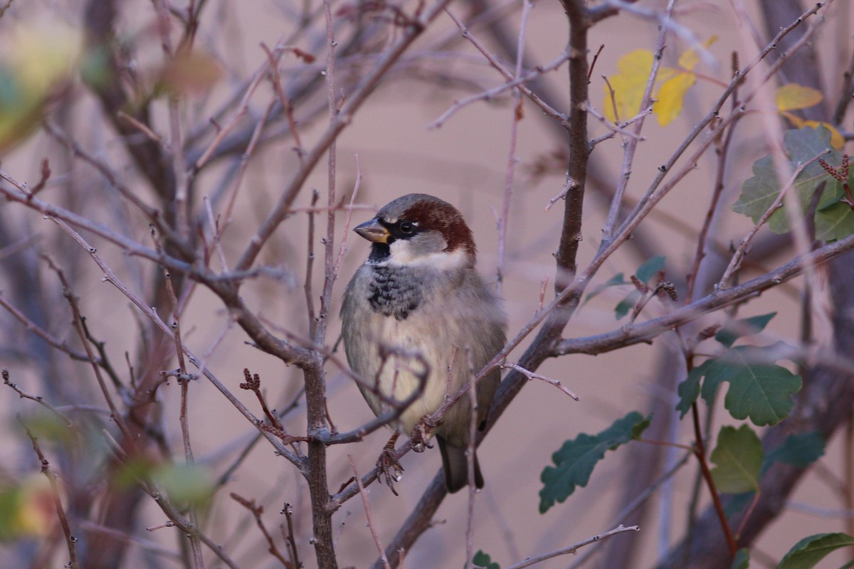 House Sparrow - ML644561343