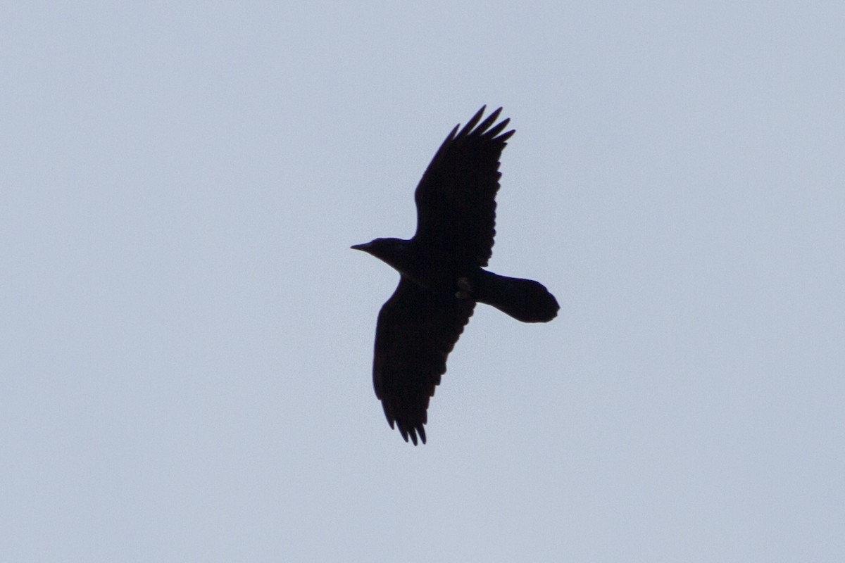 Common Raven - ML644561344