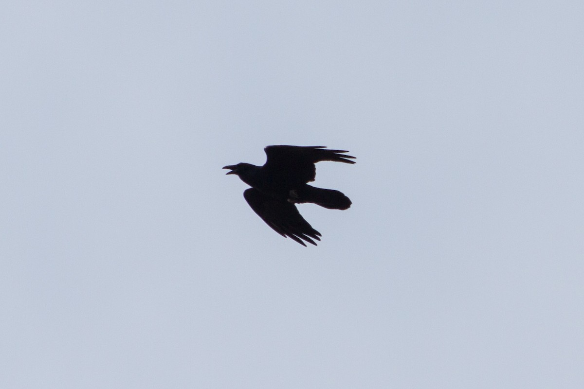 Common Raven - ML644561345
