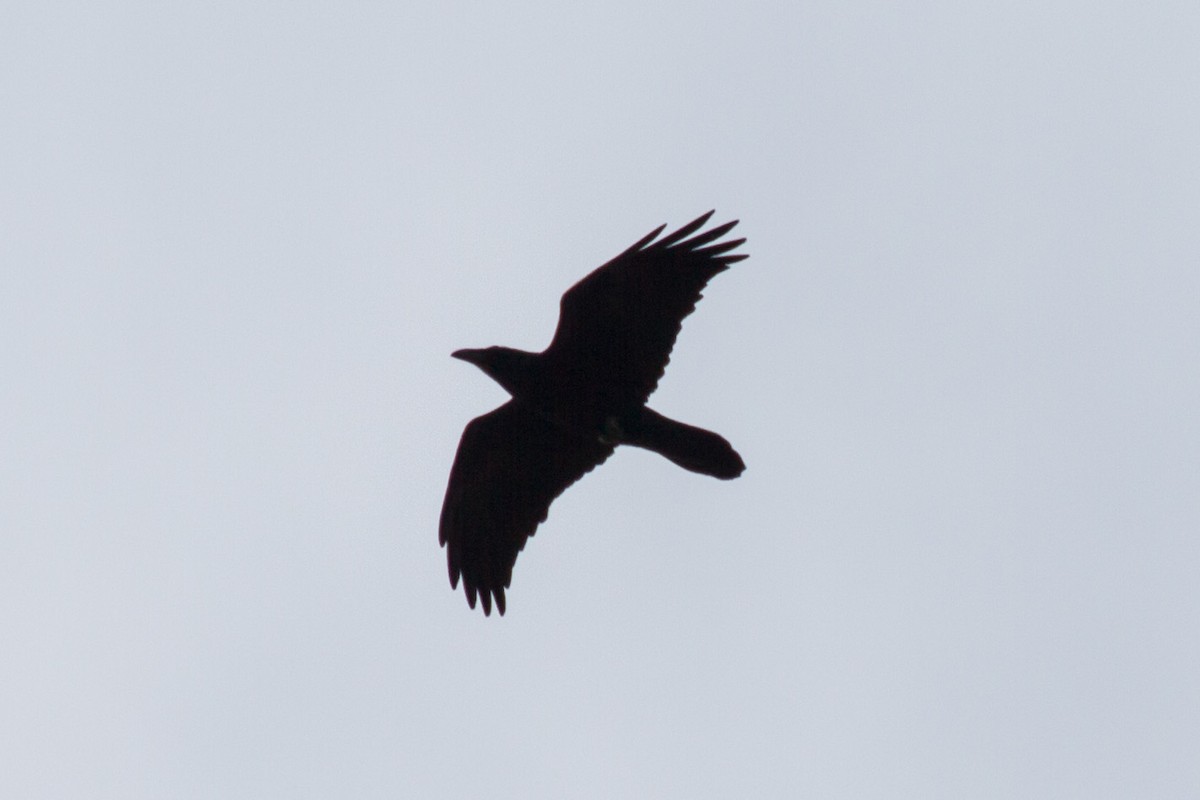 Common Raven - ML644561346
