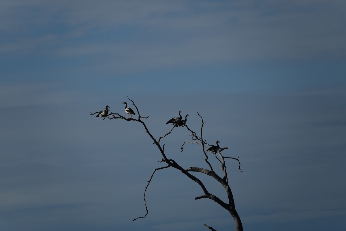 Magpie Goose - ML644561348