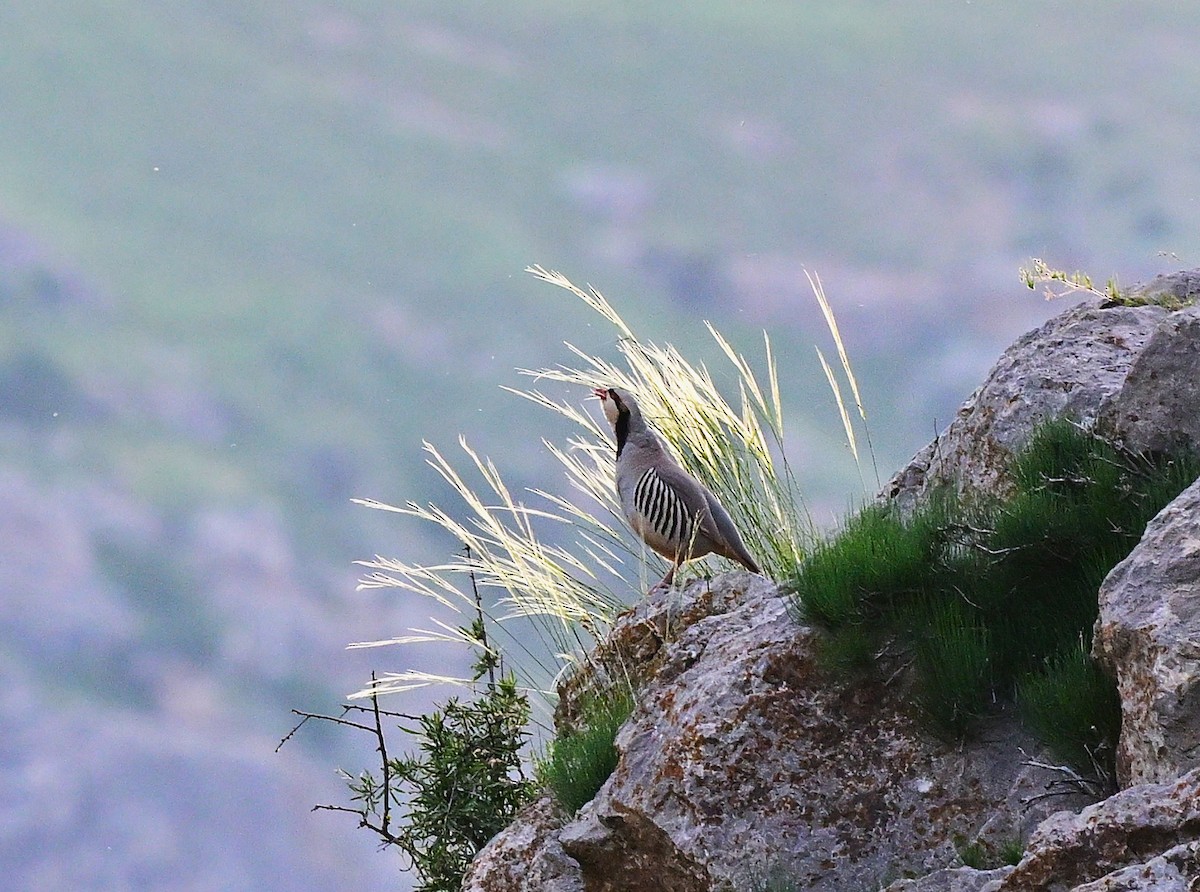 Chukar - ML644561354