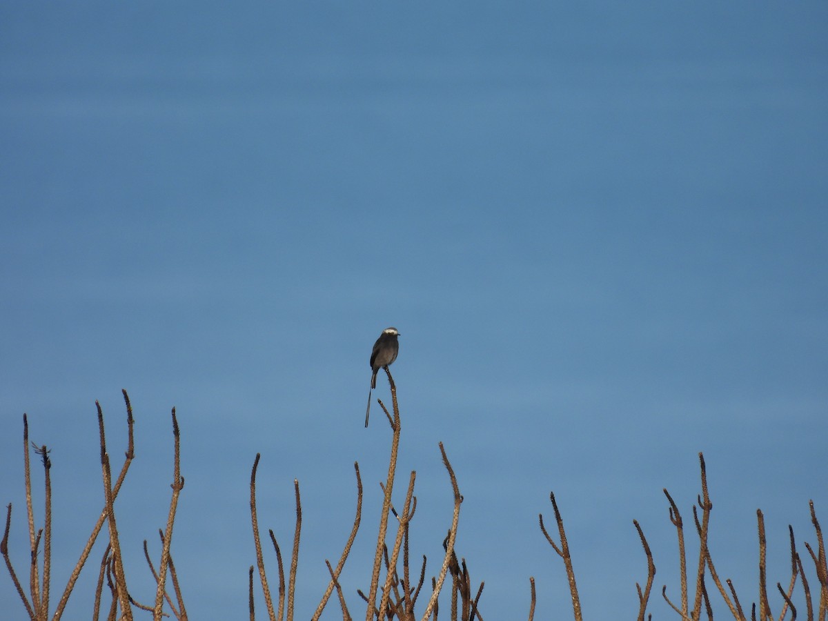 Long-tailed Tyrant - ML644561356