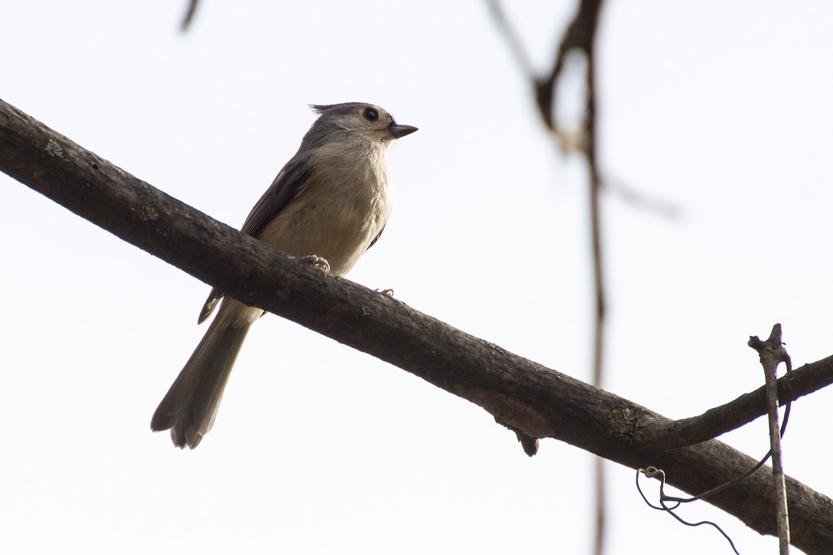 Tufted Titmouse - ML644561360