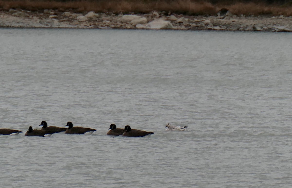 Гуска біла - ML644561364