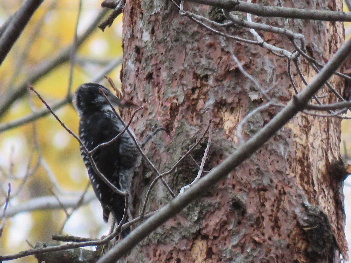 granspett - ML644561367