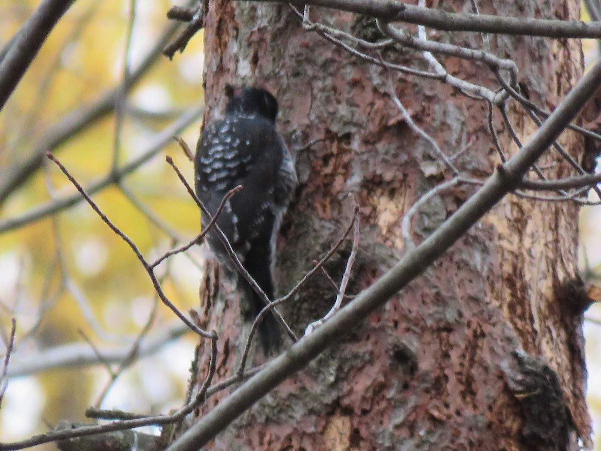 granspett - ML644561368