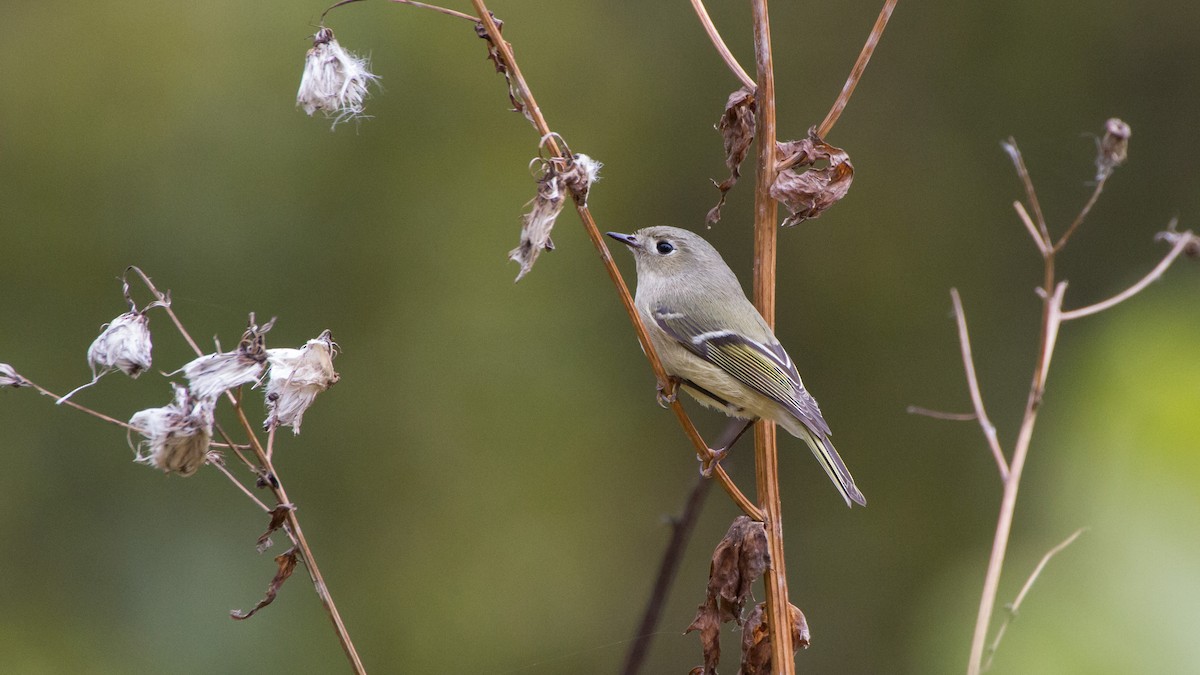Ruby-crowned Kinglet - ML644561372
