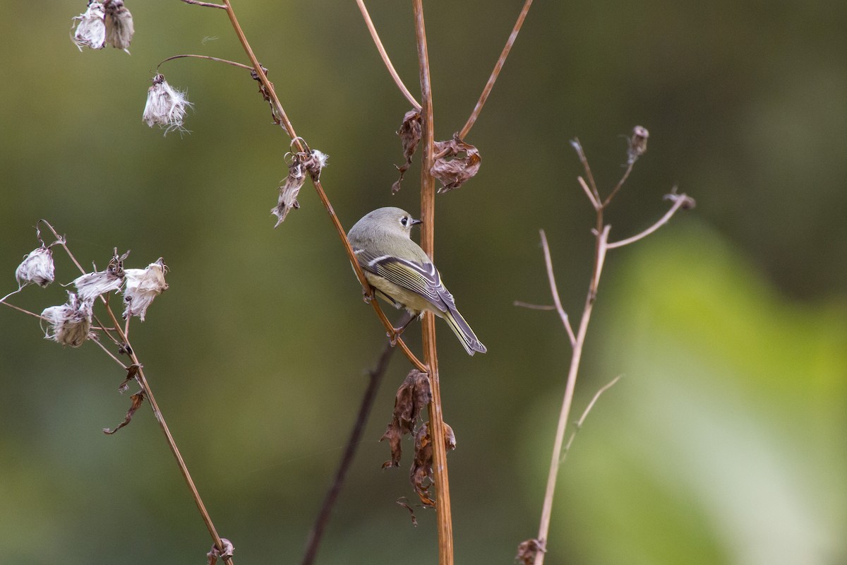 Ruby-crowned Kinglet - ML644561373