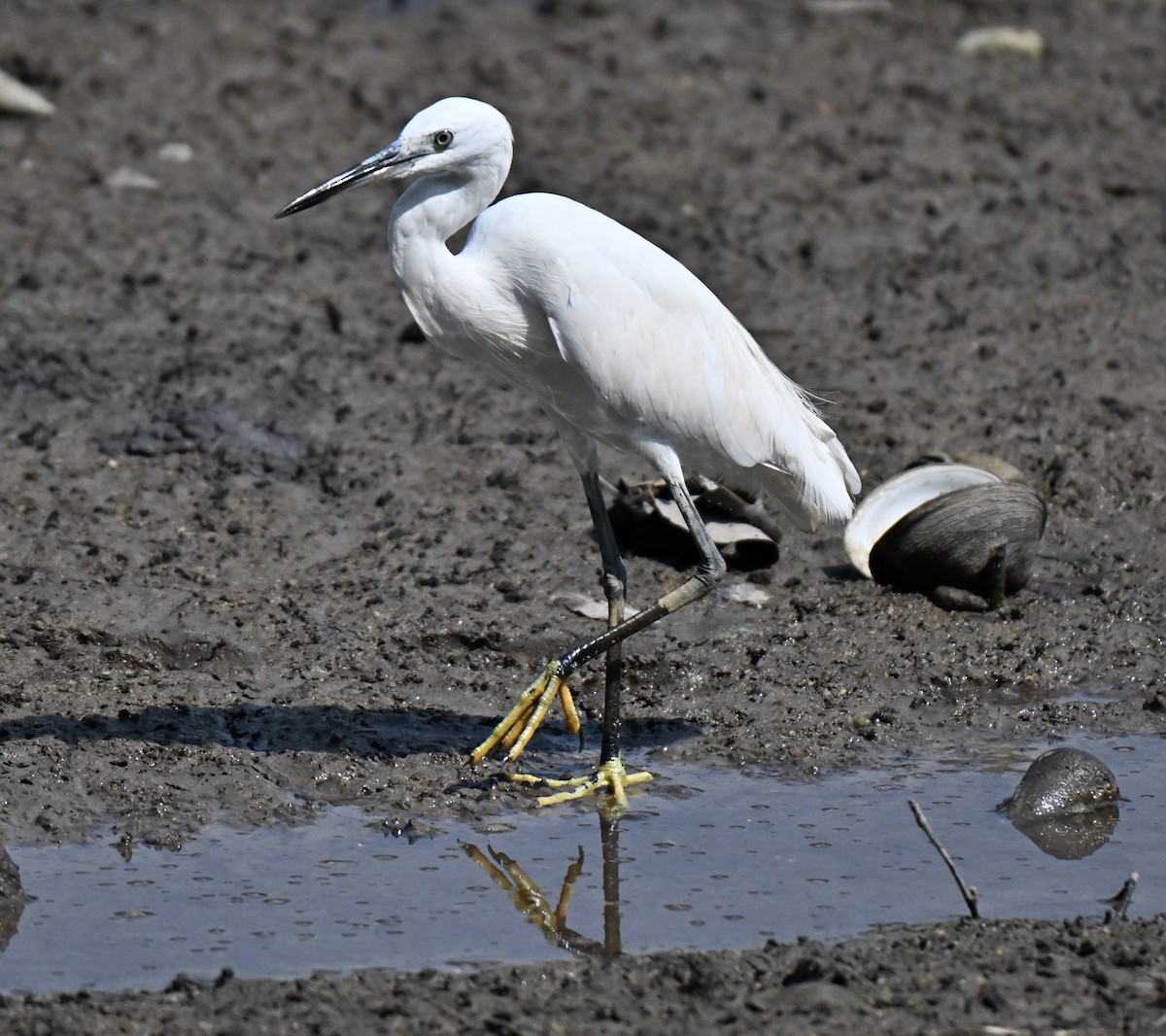 Little Egret - ML644561378