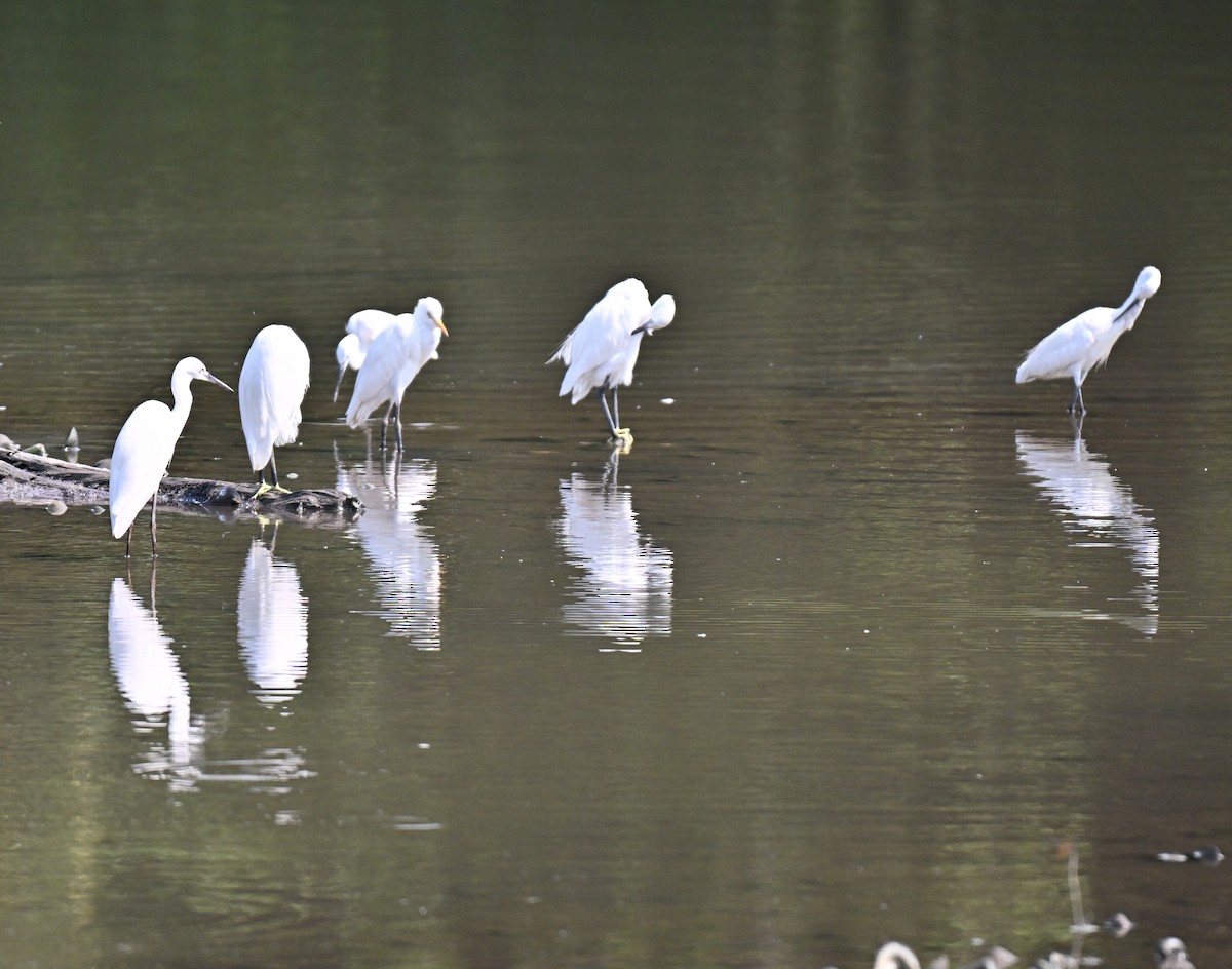 Little Egret - ML644561379