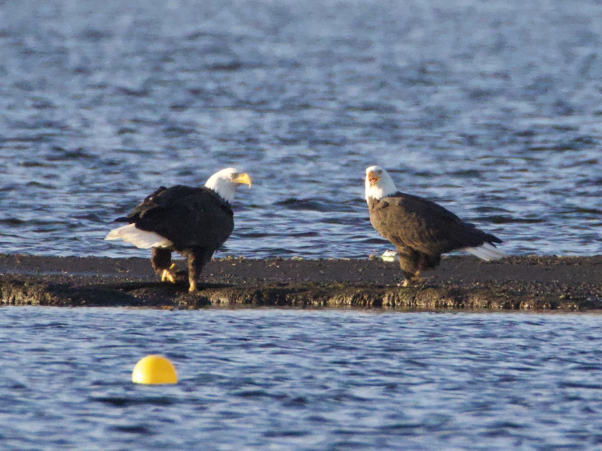 Bald Eagle - ML644561383