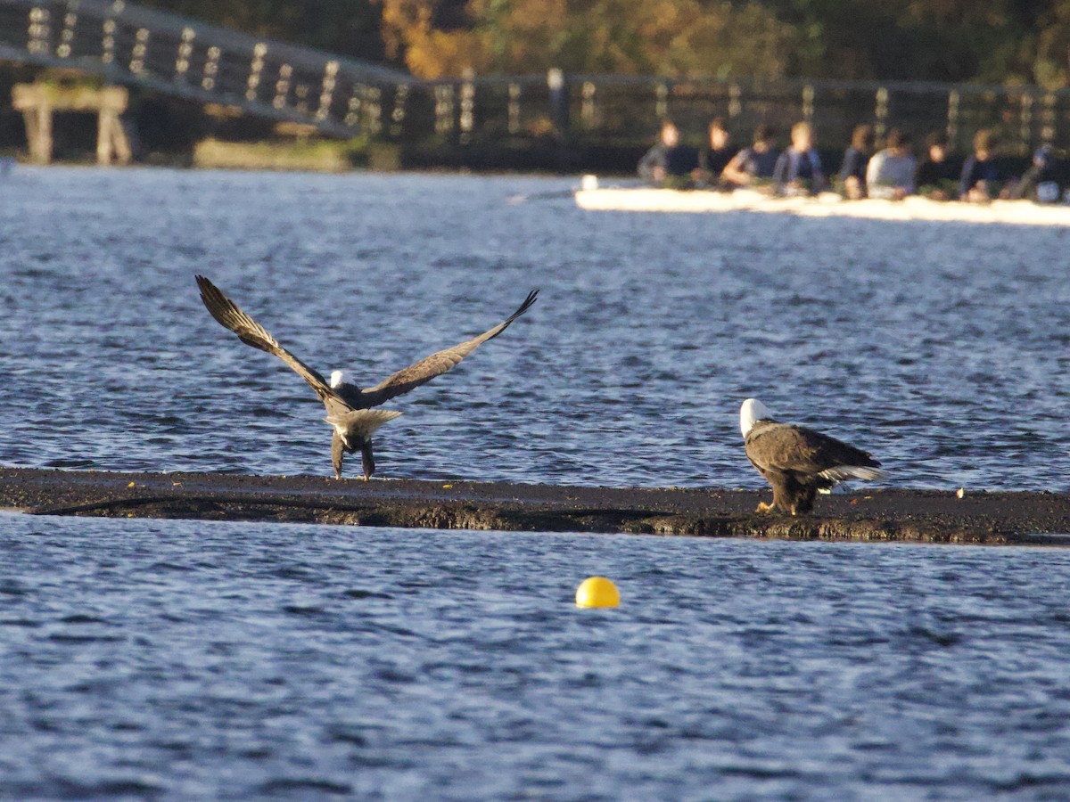 Bald Eagle - ML644561385