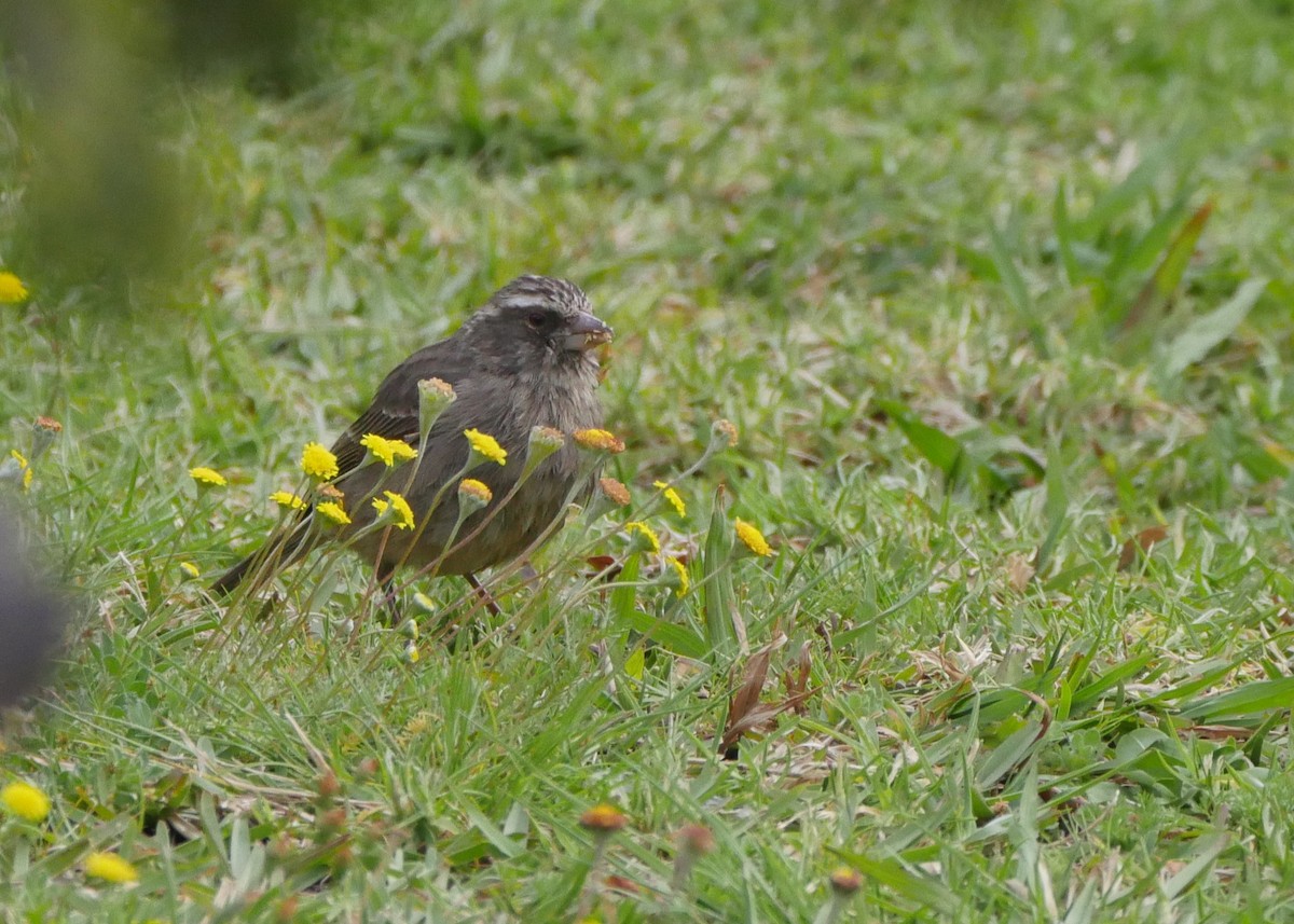 Streaky-headed Seedeater - ML644561387