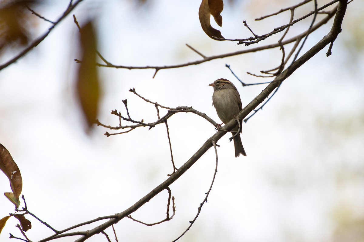 Chipping Sparrow - ML644561389