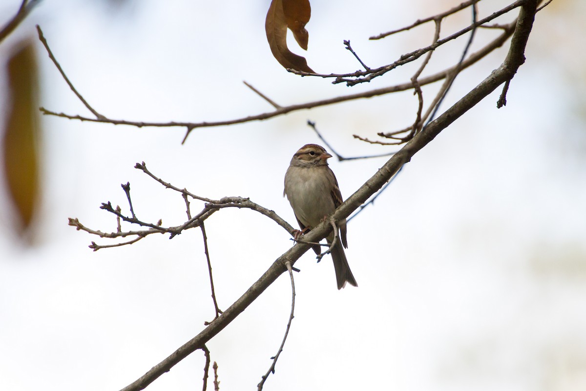 Chipping Sparrow - ML644561390