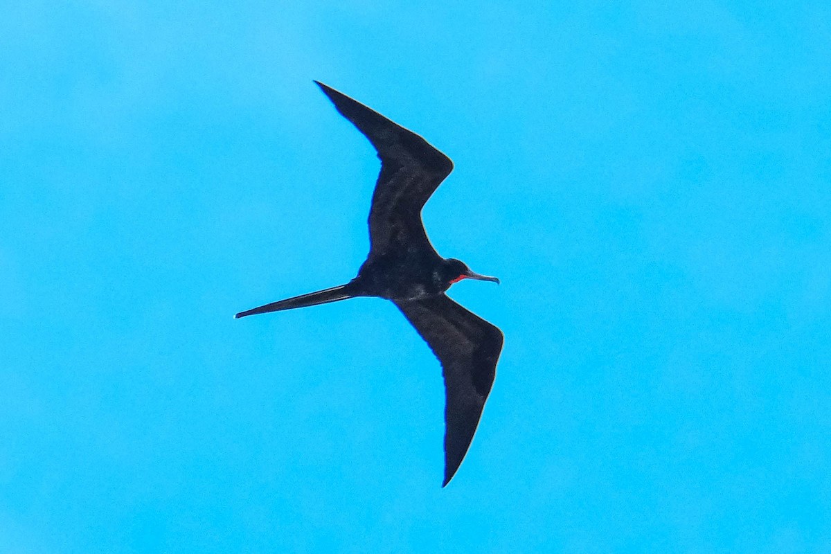 Magnificent Frigatebird - ML644561392