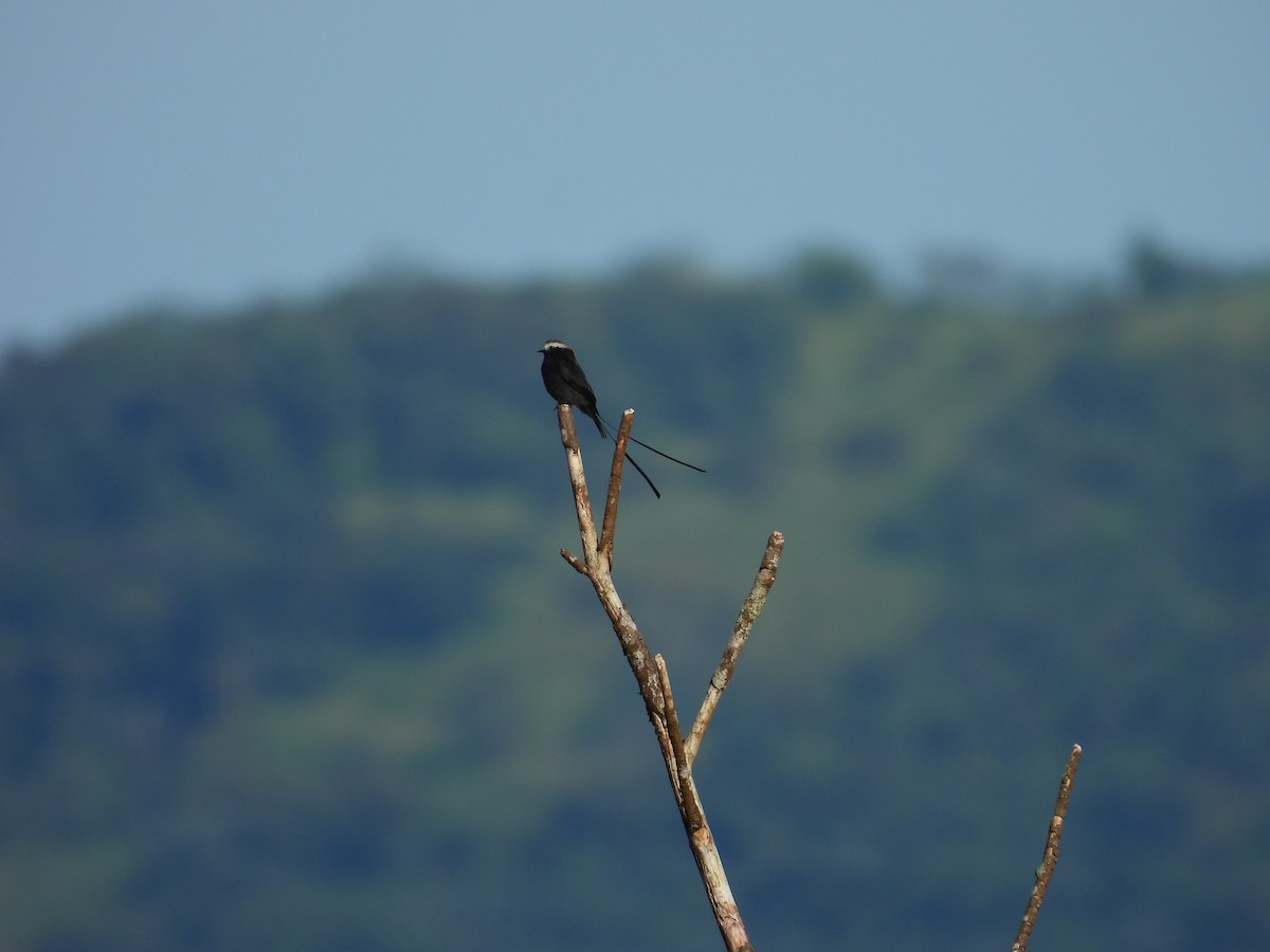 Long-tailed Tyrant - ML644561396