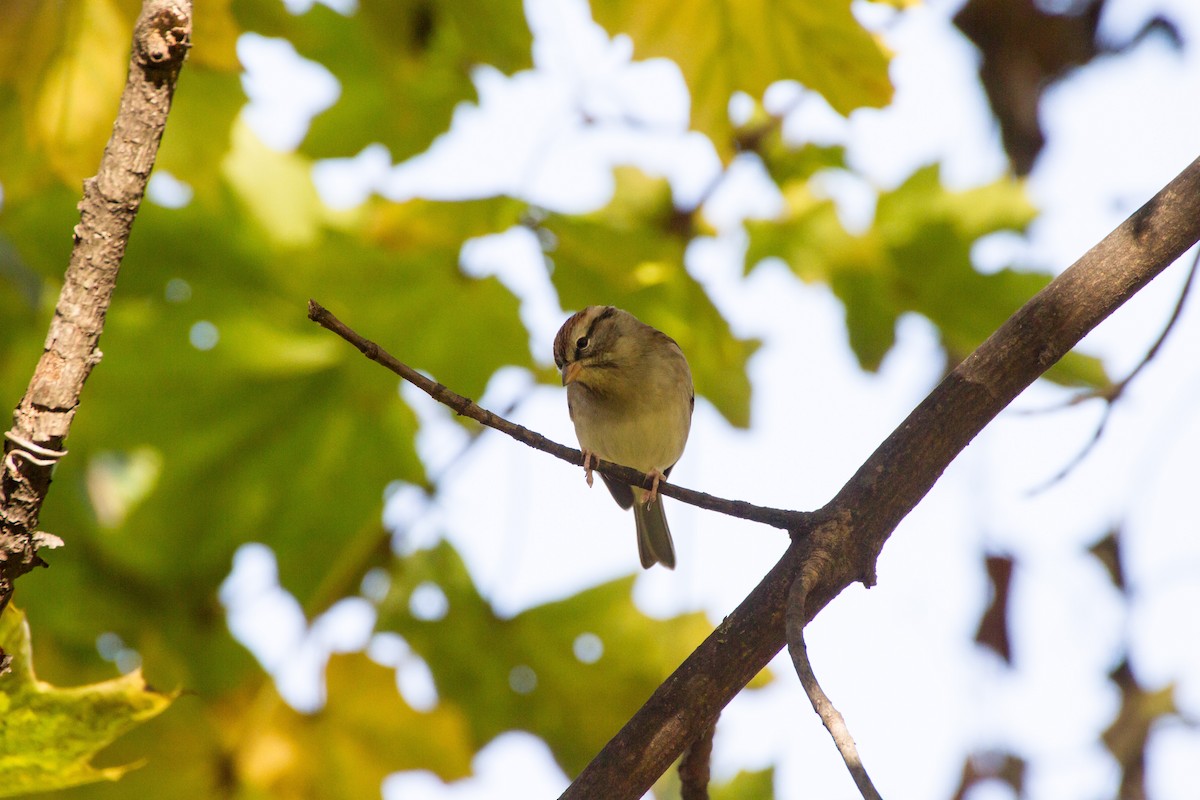 Chipping Sparrow - ML644561397