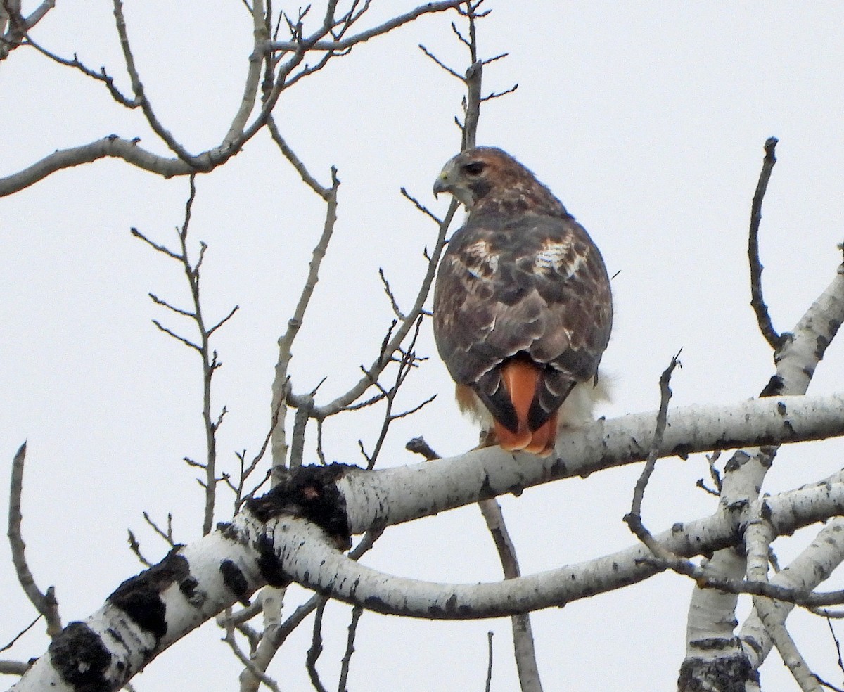 Канюк неоарктичний - ML644561398