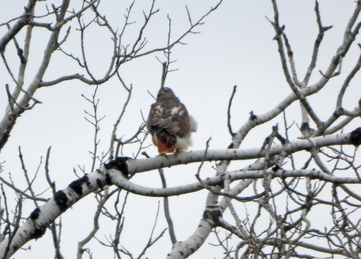 Канюк неоарктичний - ML644561399