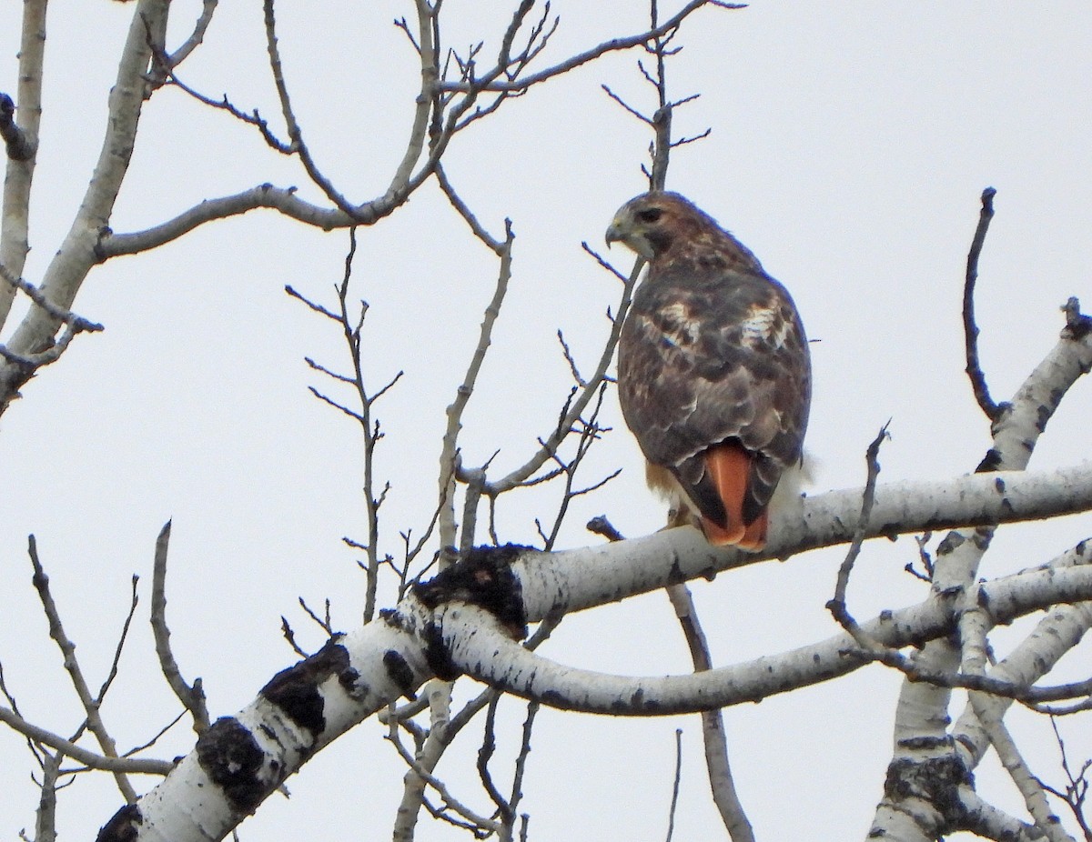 Канюк неоарктичний - ML644561400