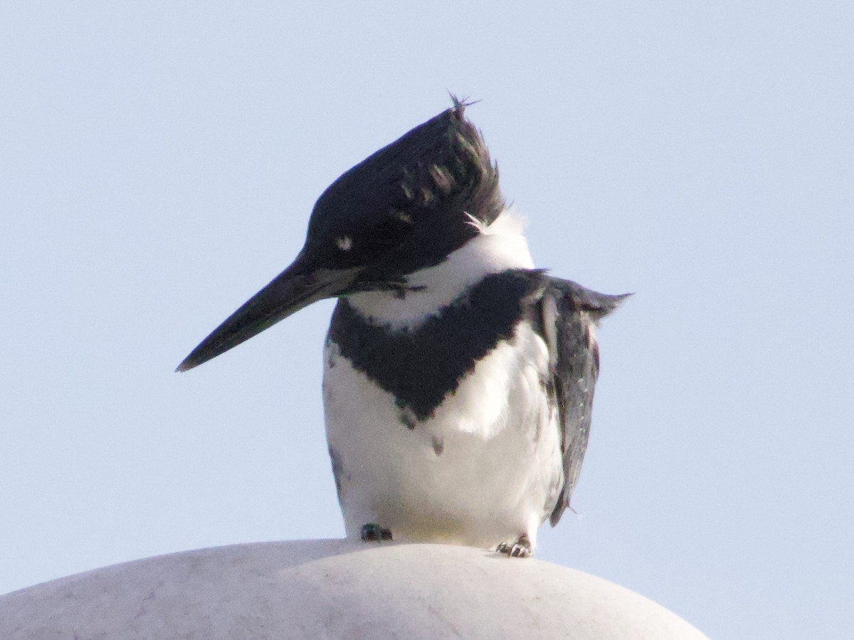 Belted Kingfisher - ML644561401
