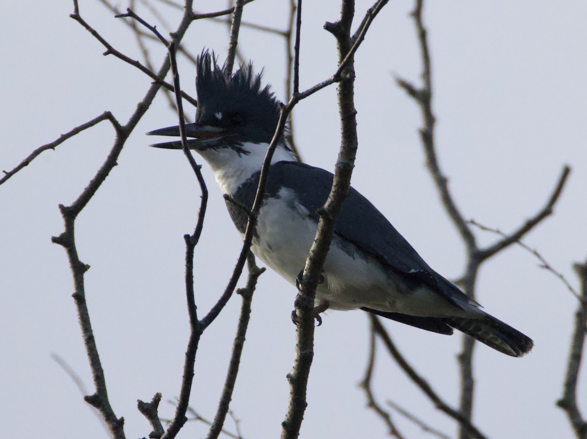 Belted Kingfisher - ML644561403