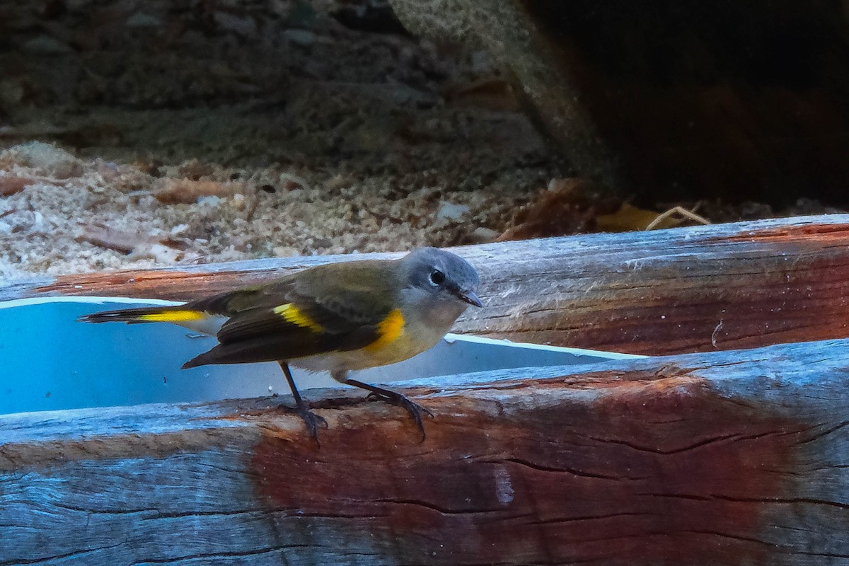 Kızıl Kuyruklu Ötleğen - ML644561407