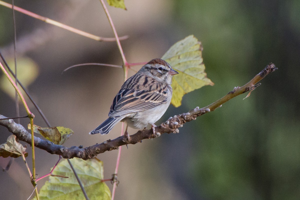 Chipping Sparrow - ML644561409