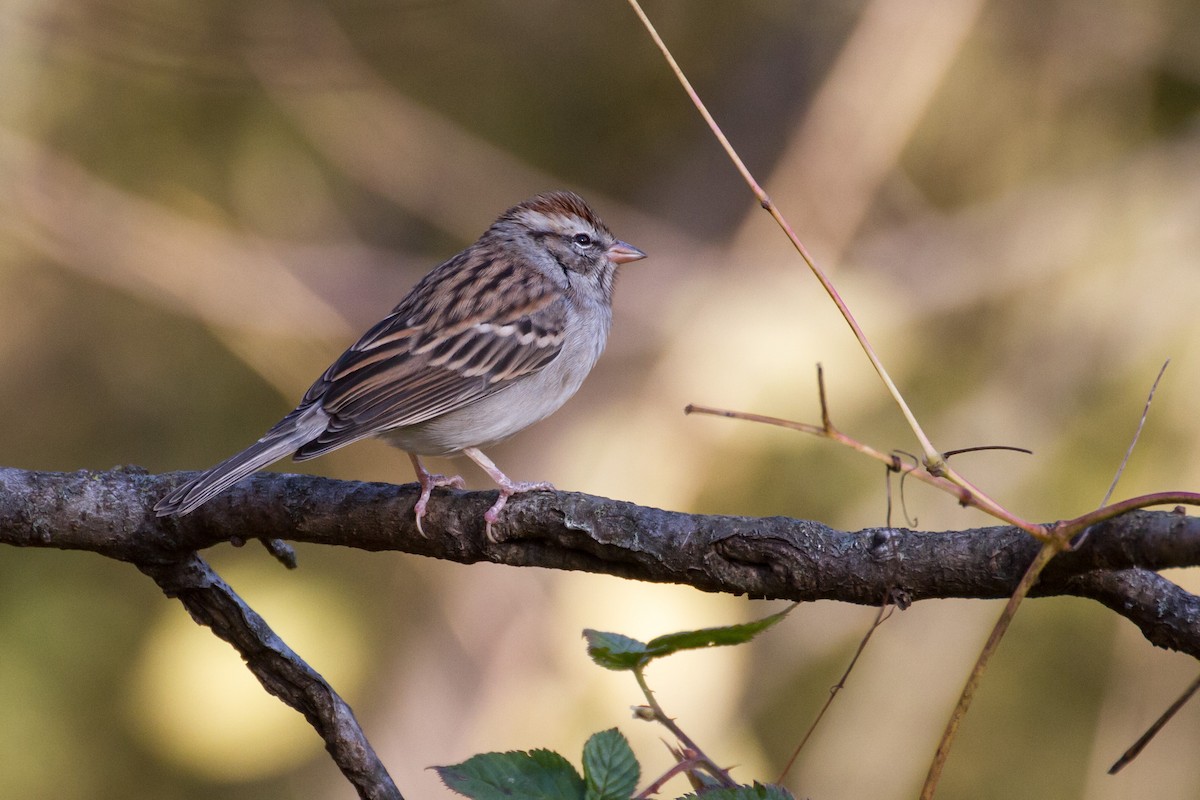 Chipping Sparrow - ML644561410