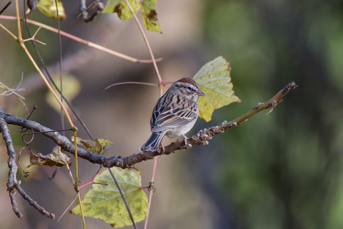 Chipping Sparrow - ML644561411