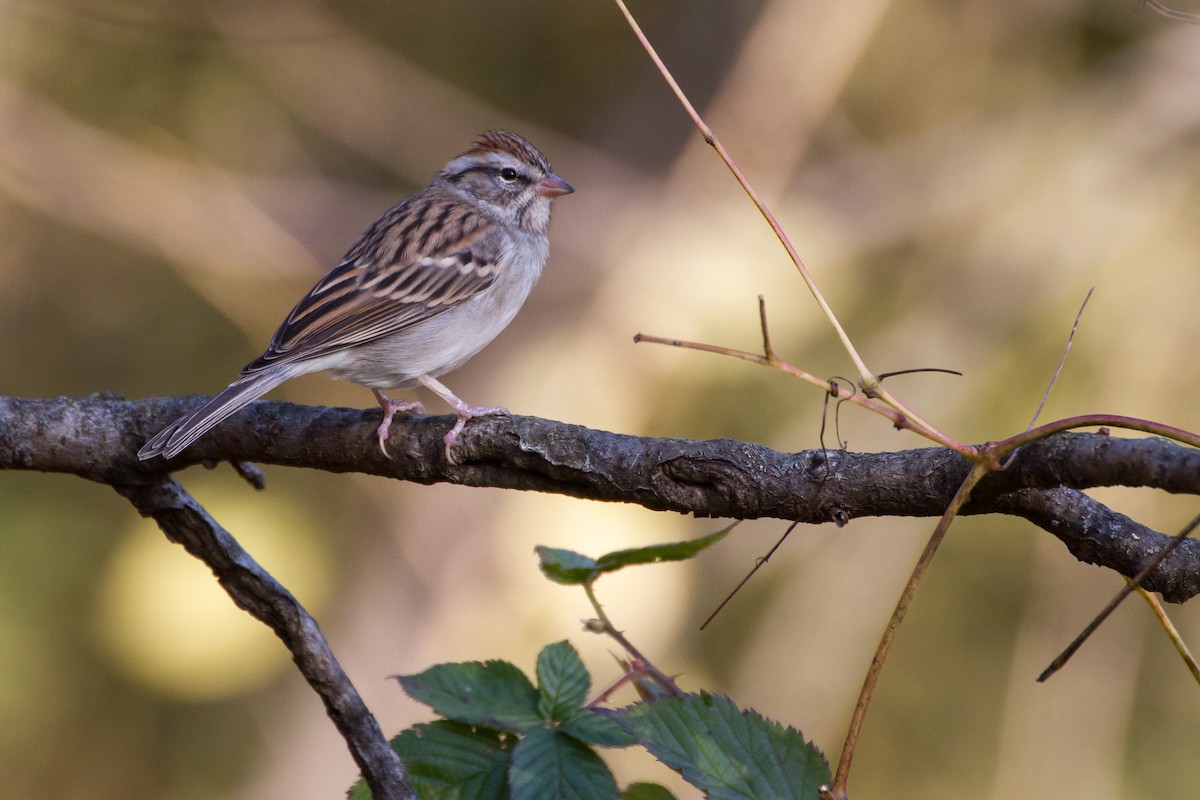 Chipping Sparrow - ML644561412