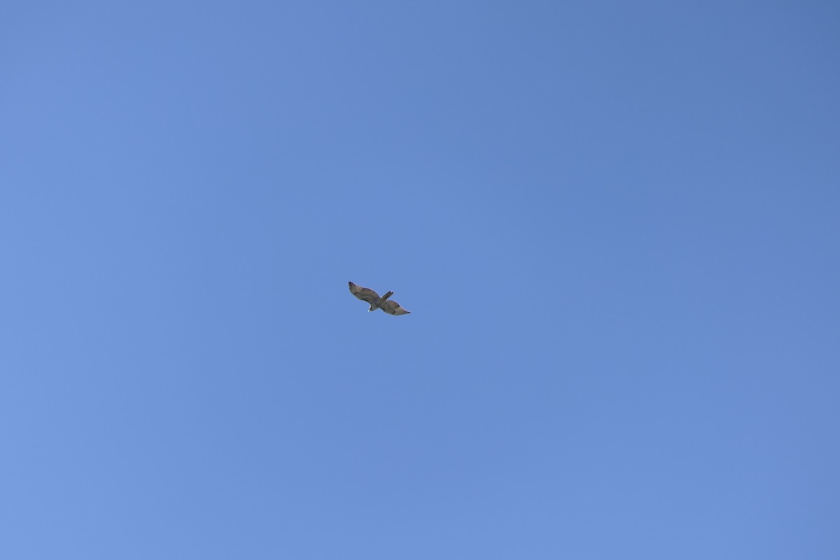 Red-tailed Hawk - ML644561413