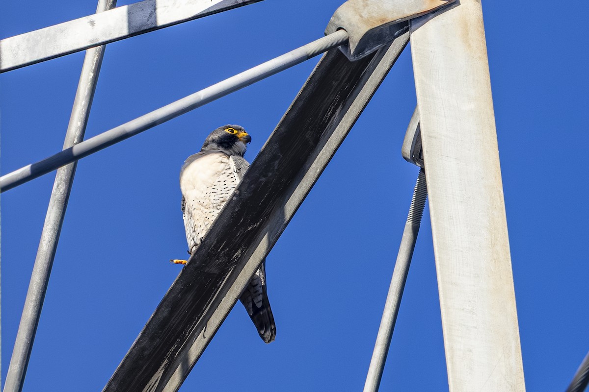 Peregrine Falcon - ML644561415