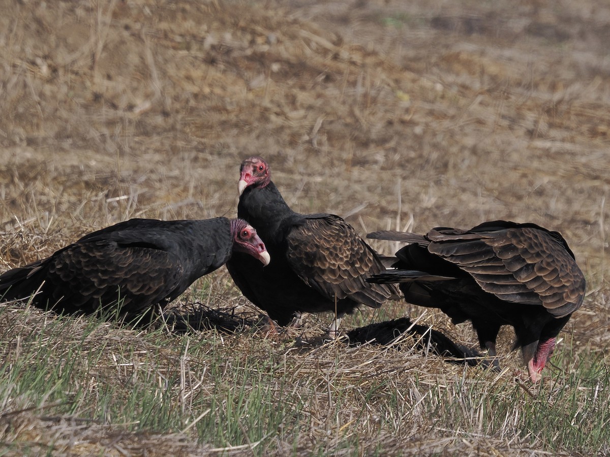 Turkey Vulture - ML644561418