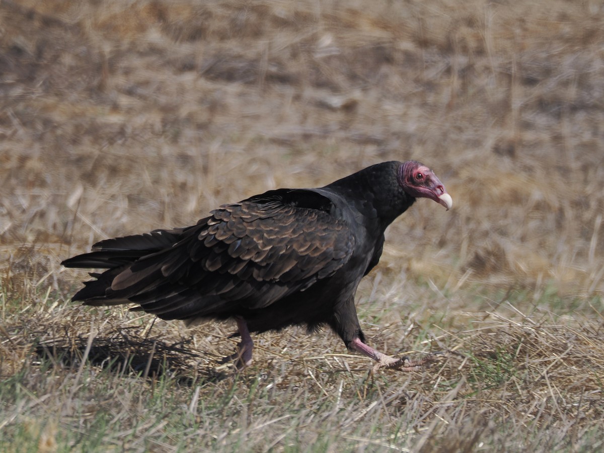 Turkey Vulture - ML644561419