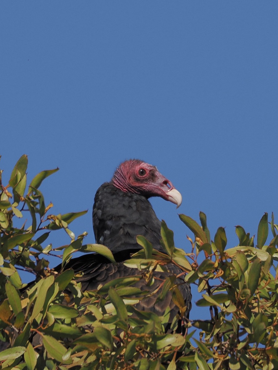 Turkey Vulture - ML644561420