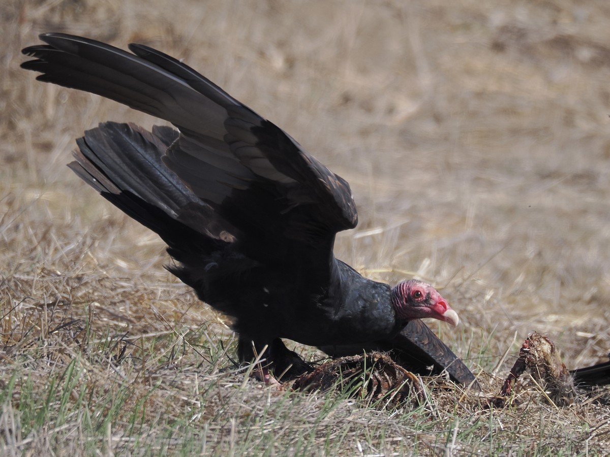 Turkey Vulture - ML644561421
