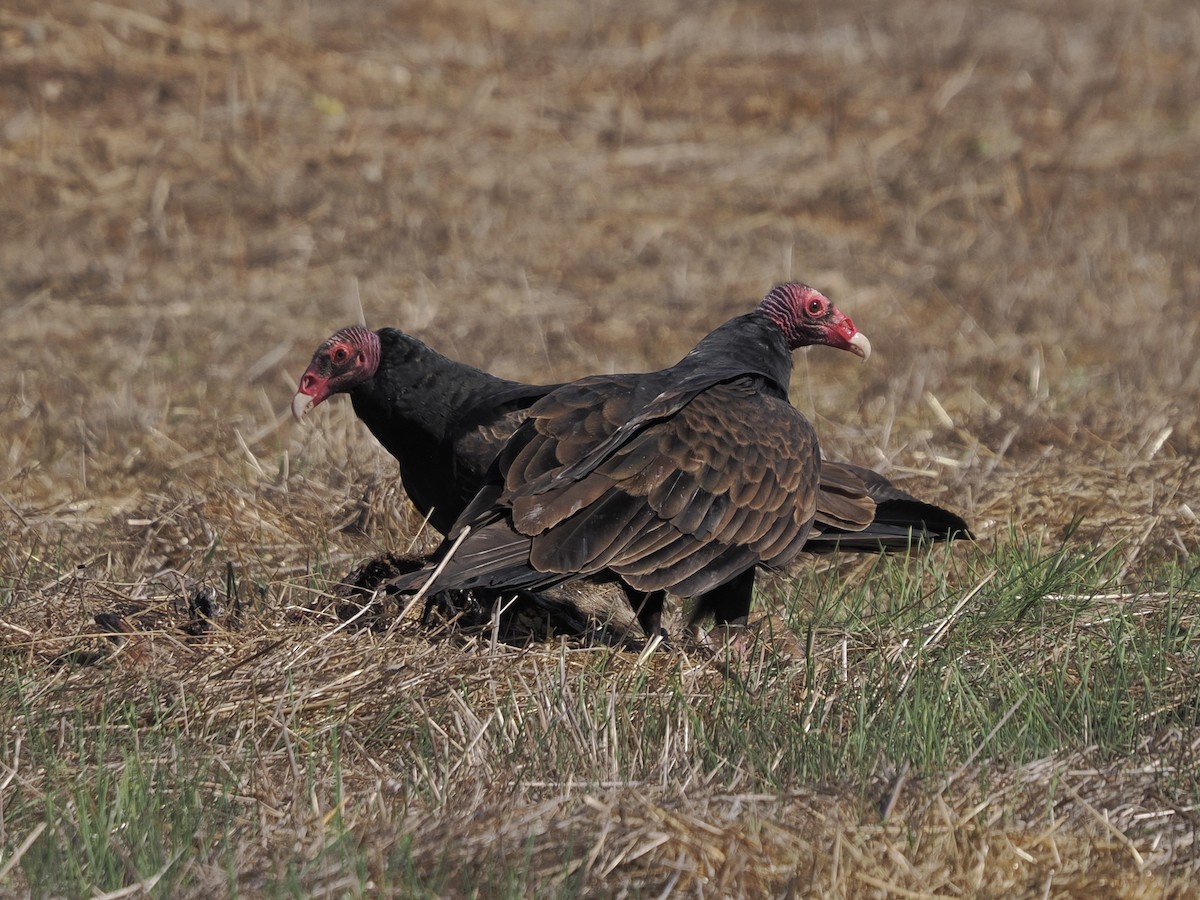 Turkey Vulture - ML644561424