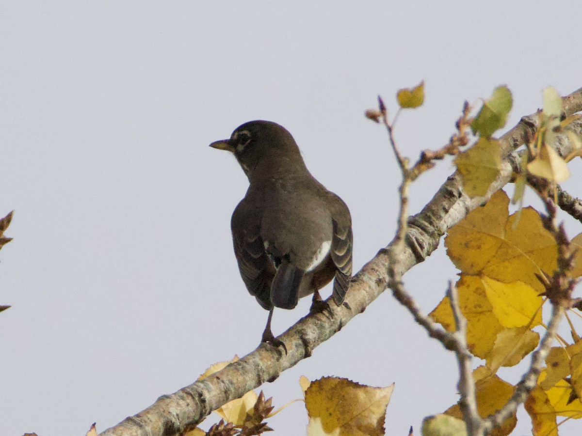 American Robin - ML644561425