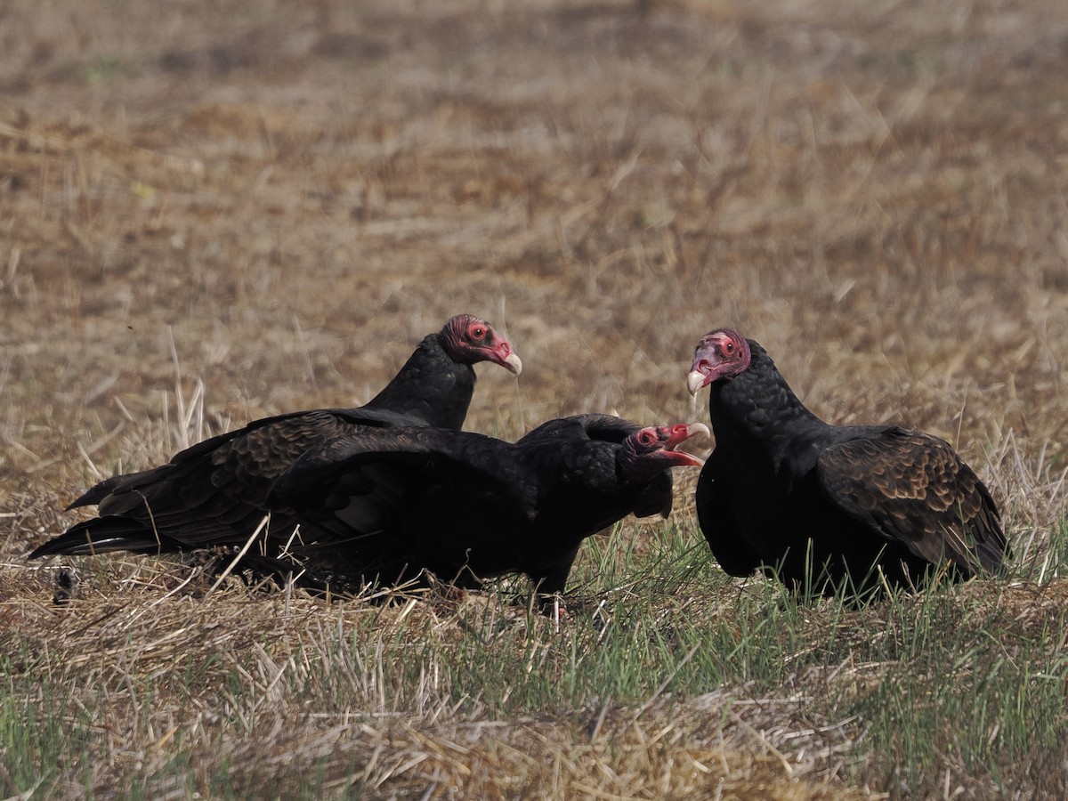 Turkey Vulture - ML644561426