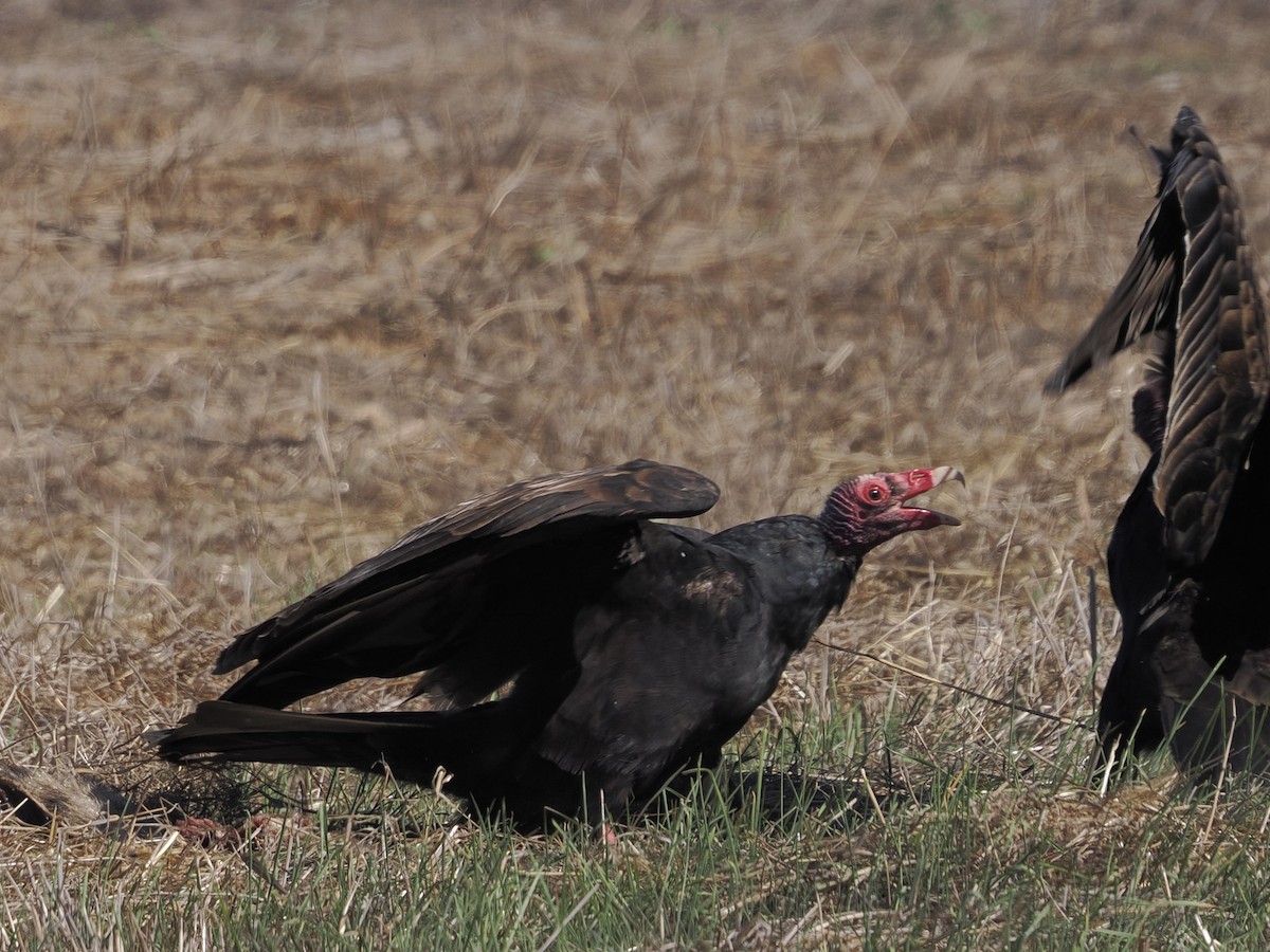 Turkey Vulture - ML644561427