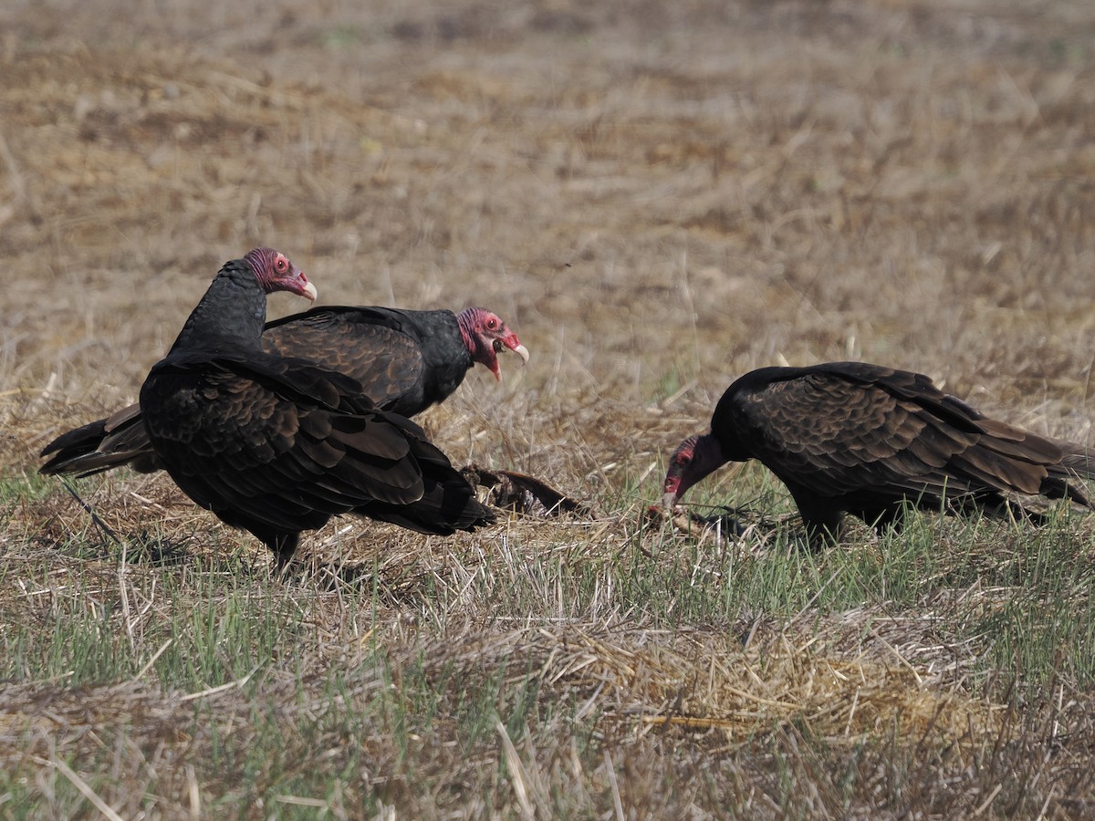 Turkey Vulture - ML644561428