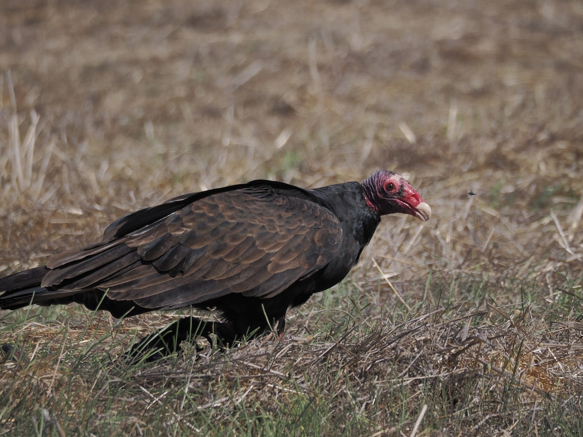 Turkey Vulture - ML644561430