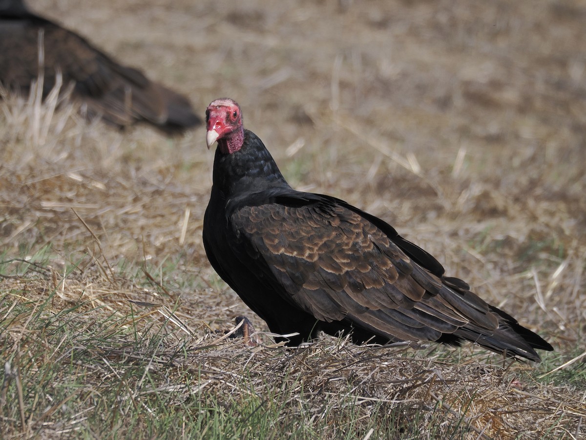 Turkey Vulture - ML644561431
