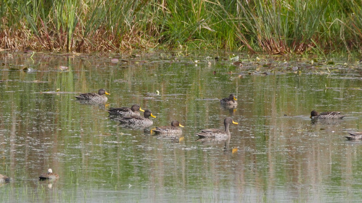 Yellow-billed Duck - ML644561433